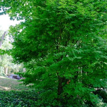 Acer palmatum 'Osakazuki akame' (113075)
