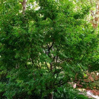 Acer palmatum 'Osakazuki akame' (113082)