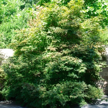 Acer palmatum 'Sherwood Flame' (113122)