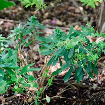 Euphorbia x martinii Sahara™ 'Tiny Tim' (113132)