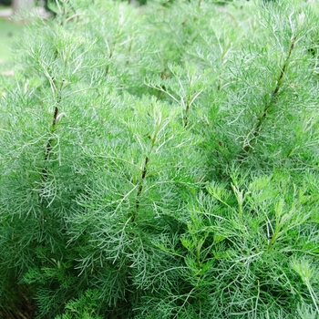 Artemisia abrotanum var. maritima '' (113147)