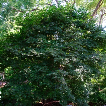 Acer palmatum 'Tsukushi gata' (113161)