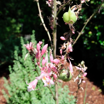 Hesperaloe parviflora 'Pink Parade®' (113208)