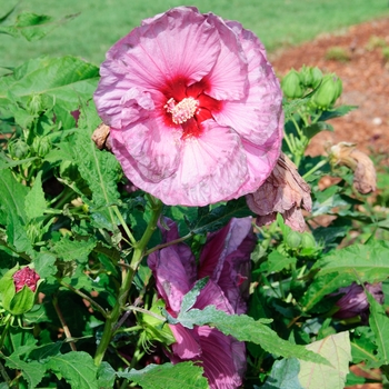 Hibiscus Summerific® 'Berrylicious' (113298)