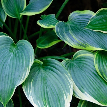 Hosta 'Mighty Mouse' (113327)