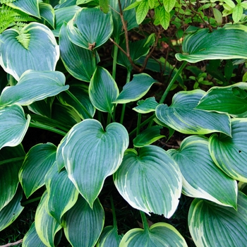 Hosta 'Mighty Mouse' (113328)