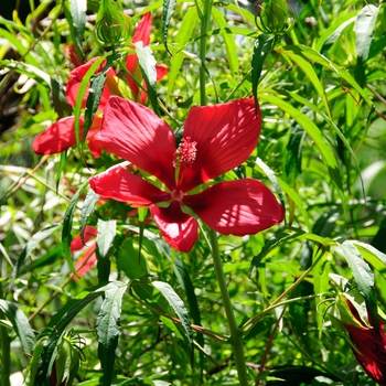 Hibiscus coccineus '' (113330)
