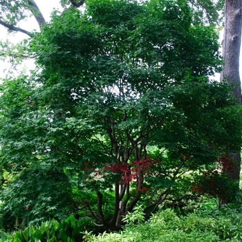 Acer palmatum 'Hogyoku' (113332)