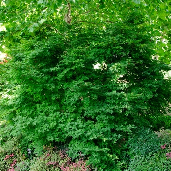 Acer palmatum 'Shindeshojo' (113338)
