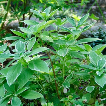 Hydrangea macrophylla 'Variegata' (113356)