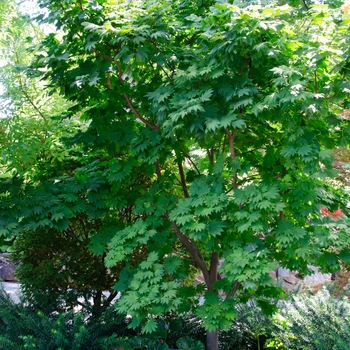 Acer japonicum 'Vitifolium' (113373)