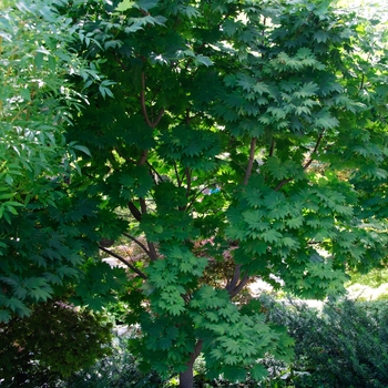 Acer japonicum 'Vitifolium' (113376)