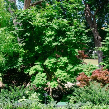Acer japonicum 'Vitifolium' (113377)