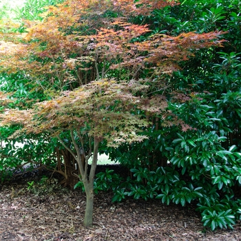 Acer palmatum 'Fireglow' (113394)