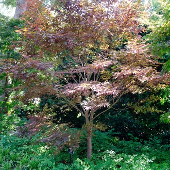 Acer palmatum 'Fireglow' (113396)