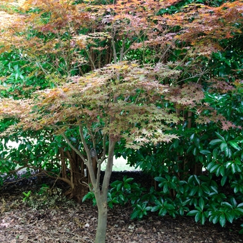 Acer palmatum 'Fireglow' (113397)
