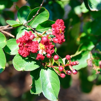 Lagerstroemia indica 'Siren Red®' (113461)