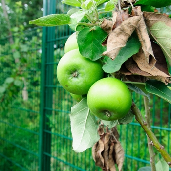 Malus Urban Apple® 'Tangy Green™' (113699)