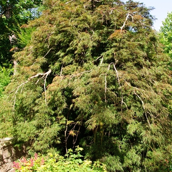 Acer palmatum var. dissectum 'Inaba Shidare' (113840)