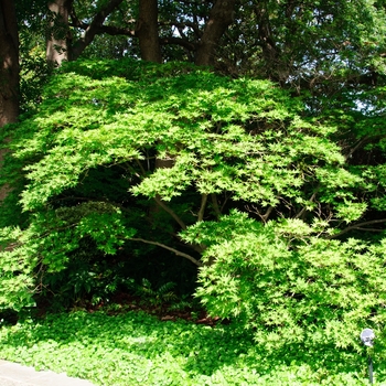Acer palmatum 'Shigitatsu sawa' (113845)