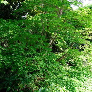 Acer palmatum 'Shigitatsu sawa' (113846)