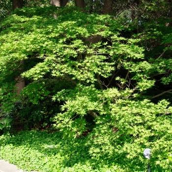 Acer palmatum 'Shigitatsu sawa' (113848)