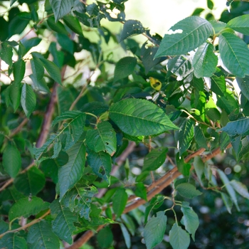Prunus x subhirtella 'Autumnalis Rosea' (114036)