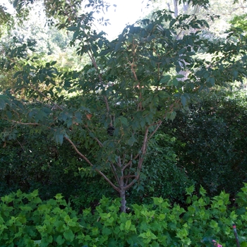 Prunus x subhirtella 'Autumnalis Rosea' (114038)