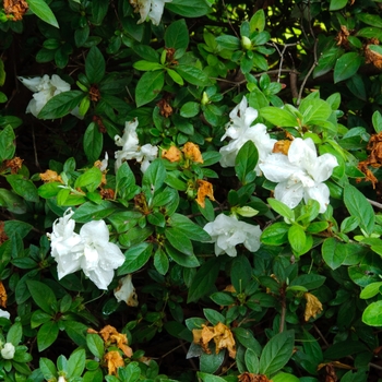 Rhododendron Encore® 'Autumn Moonlight®' (114115)