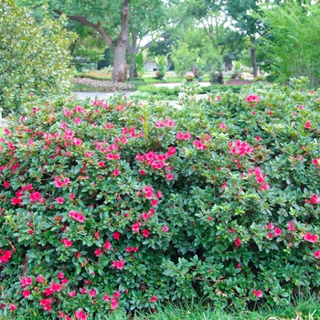 Rhododendron Encore® 'Autumn Ruby®' (114120)