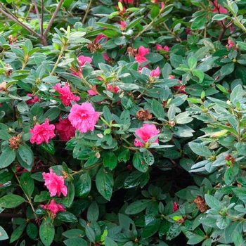 Rhododendron Encore® 'Autumn Rouge®' (114123)
