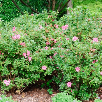 Rhododendron Encore® 'Autumn Carnation®' (114131)