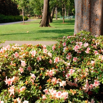 Rhododendron Encore® 'Autumn Belle®' (114132)
