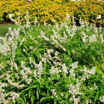 Salvia farinacea 'Evolution® White' (114201)