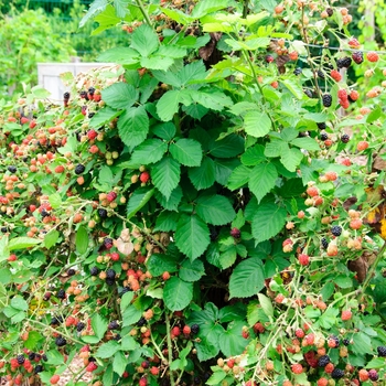 Rubus 'Prime-Jan®' (114221)