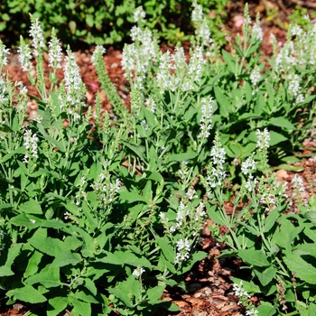 Salvia nemorosa Lyrical™ 'White' (114269)