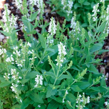 Salvia nemorosa Lyrical™ 'White' (114270)