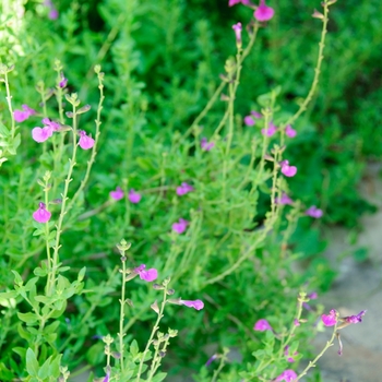 Salvia greggii 'Ultra Violet' (114271)