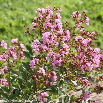 Lagerstroemia indica Infinitini® 'Orchid' (114860)