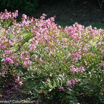 Lagerstroemia indica Infinitini® 'Orchid' (114861)