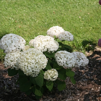 Hydrangea arborescens Invincibelle Wee White® '' (114871)