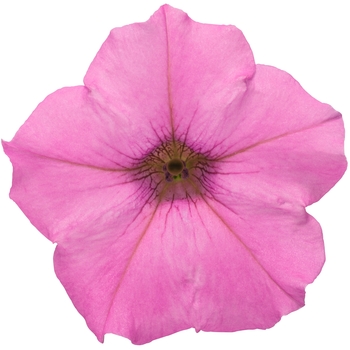 Petunia Supertunia® 'Hot Pink Charm' (114901)