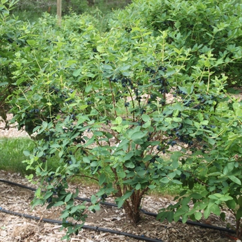 Lonicera caerulea 'Yezberry Honey Bunch®' (114915)