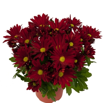 Chrysanthemum indicum 'Breeze Dark Red' (114933)