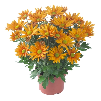 Chrysanthemum indicum 'Breeze Orange' (114936)