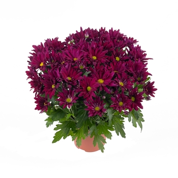 Chrysanthemum indicum 'Breeze Purple' (114940)