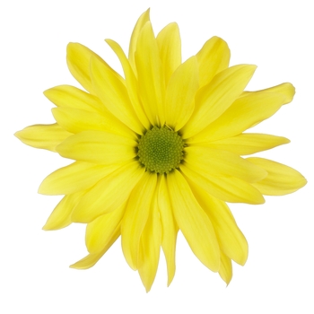 Chrysanthemum indicum 'Breeze Sun' (114945)