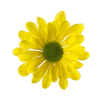 Chrysanthemum indicum 'Breeze Yellow' (114949)