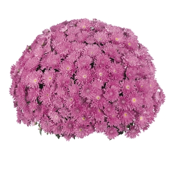 Chrysanthemum x morifolium 'Meridian Dark Pink' (114962)