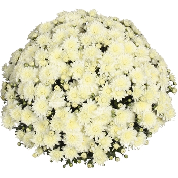 Chrysanthemum x morifolium 'Meridian White' (114964)